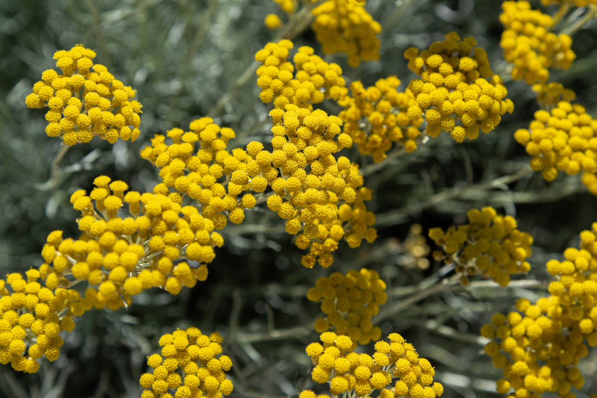 Why Is Helichrysum Good for Sensitive Skin?