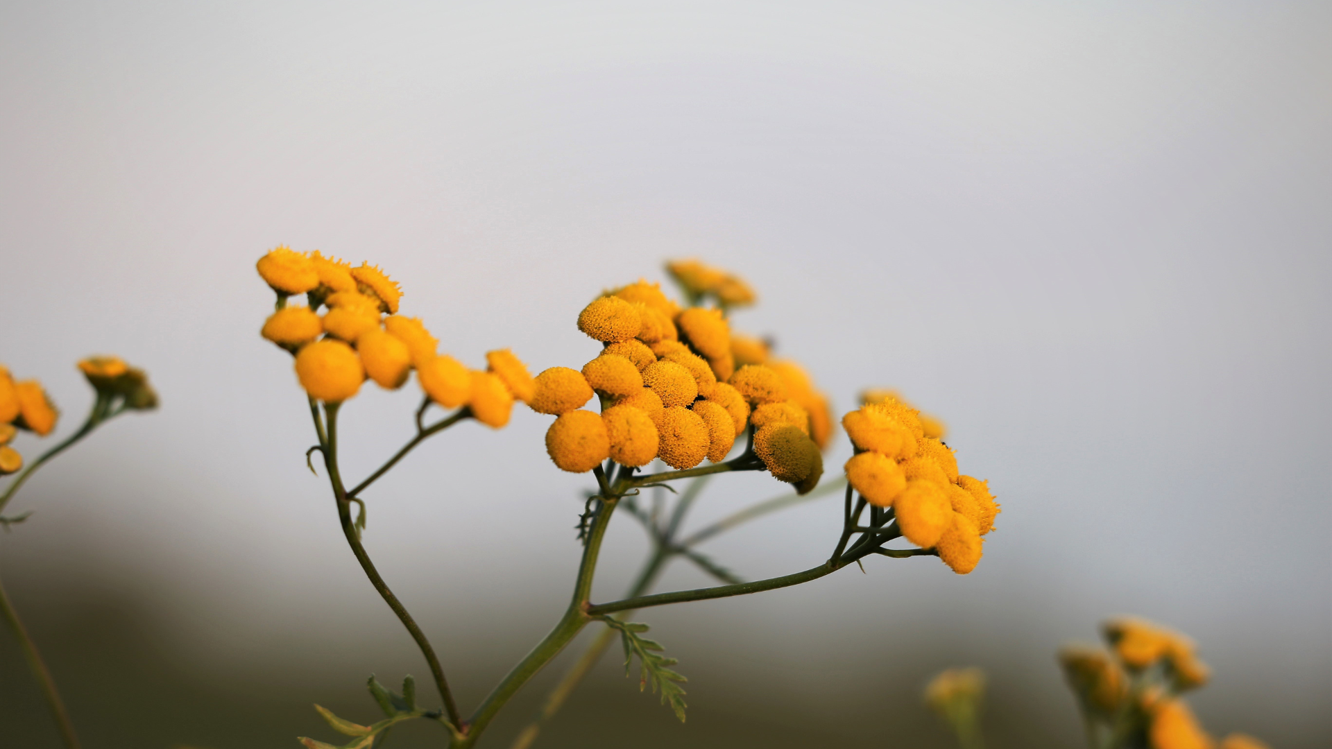 What Is Helichrysum? Discover Sardinia's Golden Flower
