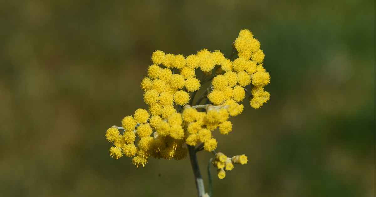 Helichrysum Italicum vs Gymnocephalum: Key Differences